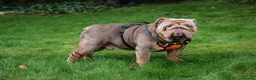 English Bulldog dogs for stud: Now proven English Bulldog at stud - Advert 17