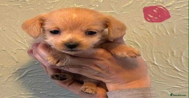 Chipoo dogs - Advert 7