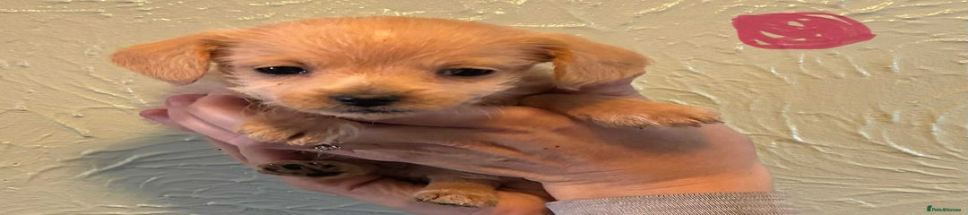 Chipoo Puppy 3