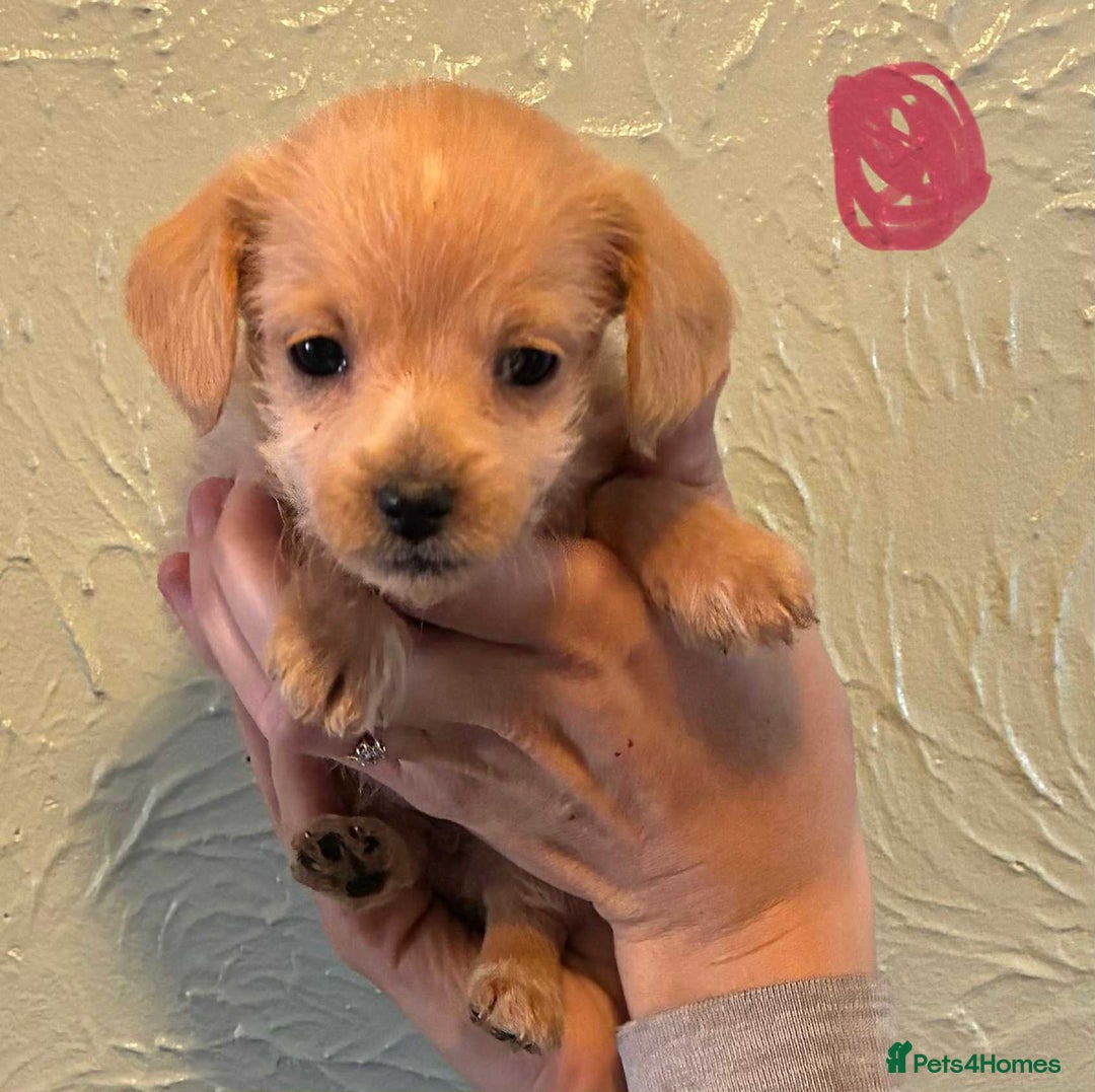 Chipoo dogs for sale: Chihuahua cross poodle puppies  - Image 3