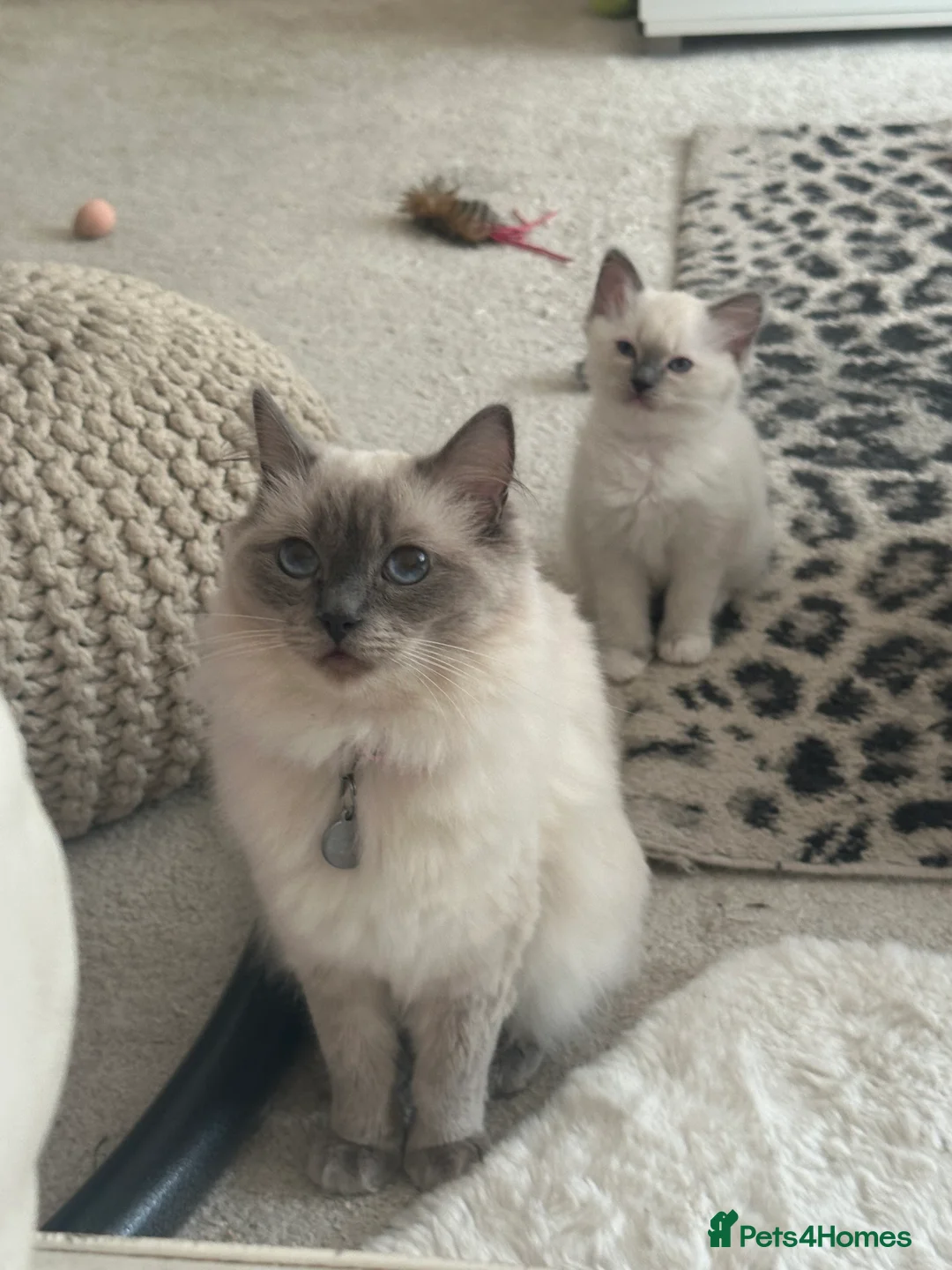 Ragdoll cats for sale: Ragdoll Kittens - Advert 1