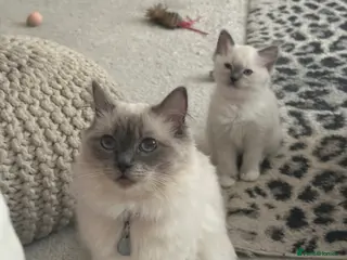 Ragdoll cats Ragdoll Kittens - Advert 2