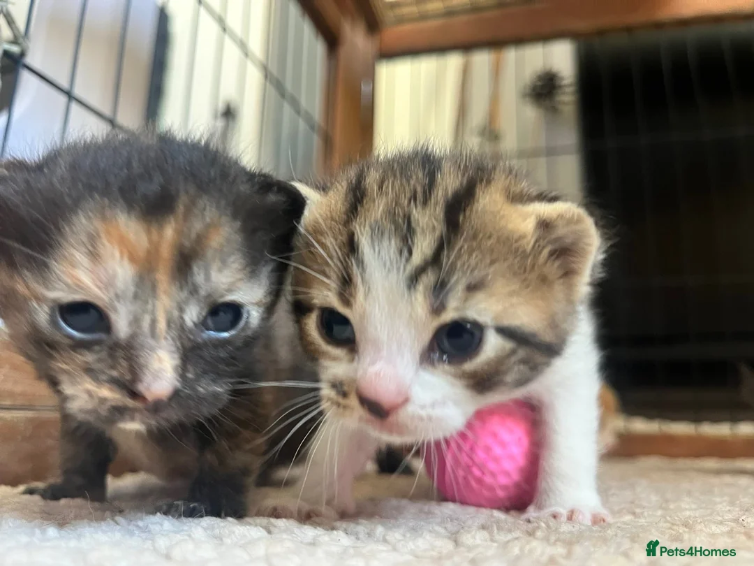 Mixed Breed cats for sale: Kittens looking for homes  in Carnforth - Advert 11