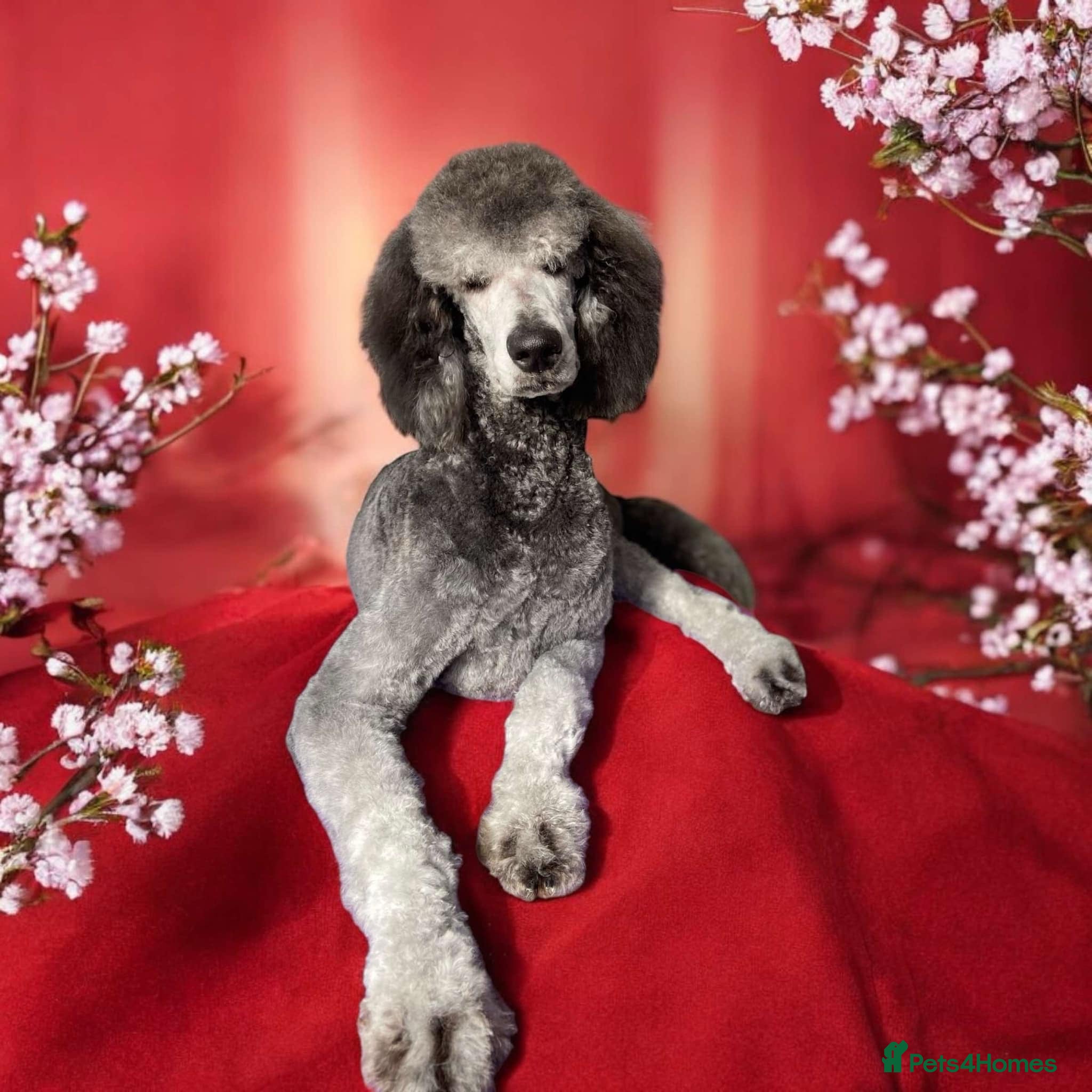 Standard Poodle dogs 💙 Stunning Silver Standard Poodle Stud 💙 - Advert 5