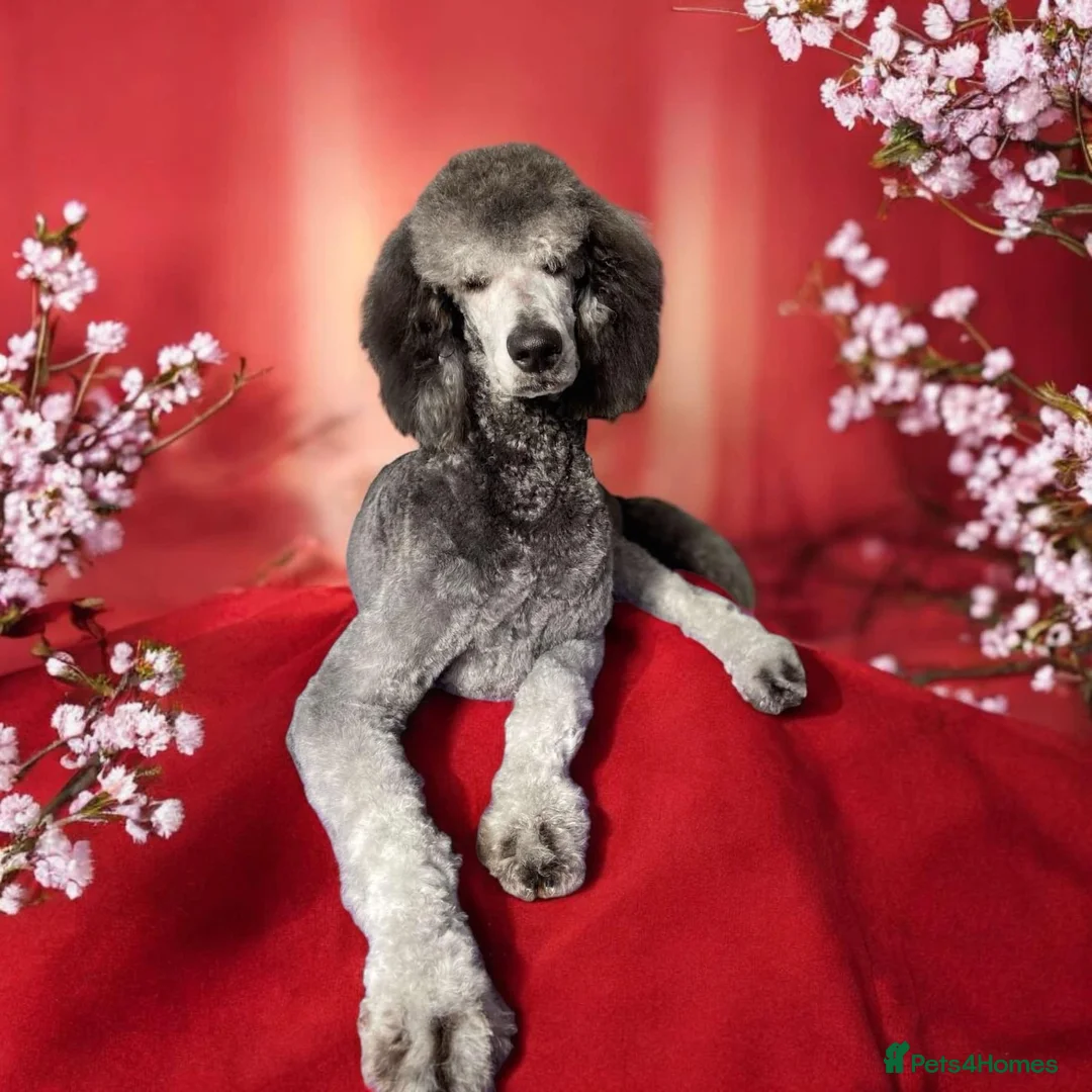 Standard Poodle dogs for stud: 💙 Stunning Silver Standard Poodle Stud 💙 in Rugby - Advert 1