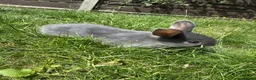 Dwarf Lop rabbits for sale: Beautiful Dwarf lop litter (Ready in one week)  in Bedford - Advert 6
