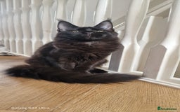 Maine Coon cats for sale: Pure maine coon kittens - Image 12