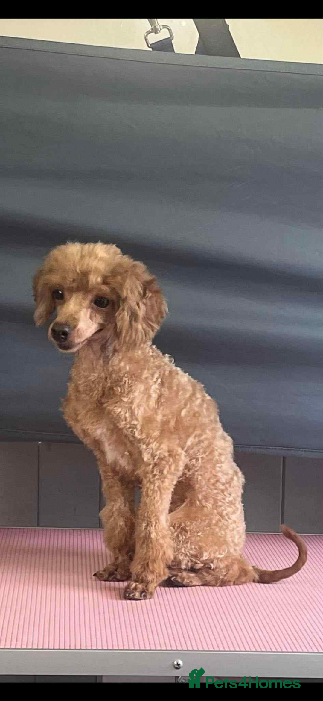 Irish Doodle dogs for sale: Mini irishdoodle - Advert 4