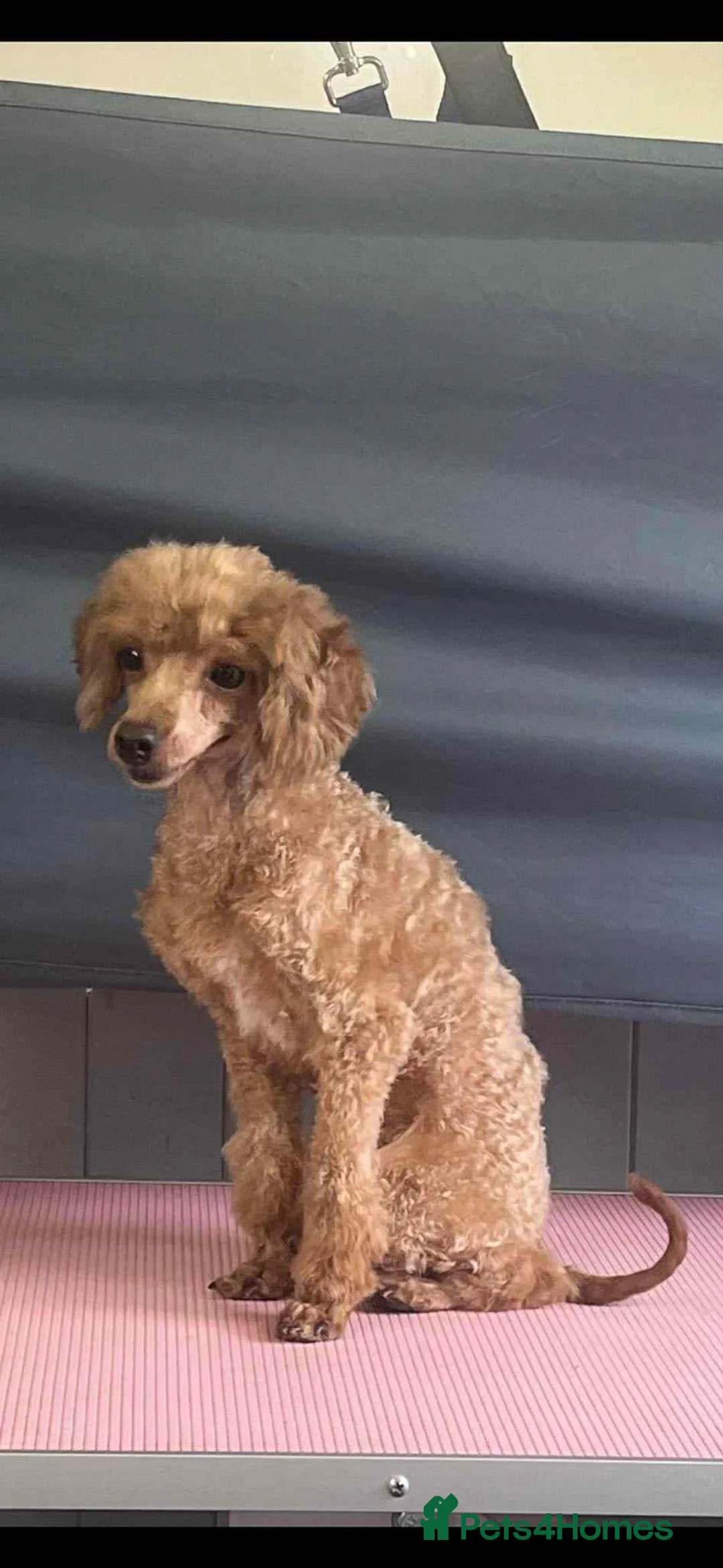 Irish Doodle dogs for sale: F1 Mini irishdoodle (JUST 1 LEFT) - Advert 8