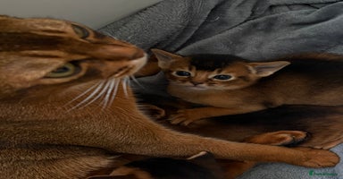 Abyssinian cats - Advert 2