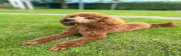 Miniature Poodle dogs for stud: 🏆270+ health checks 0.0%col miniature poodle stud - Advert 2