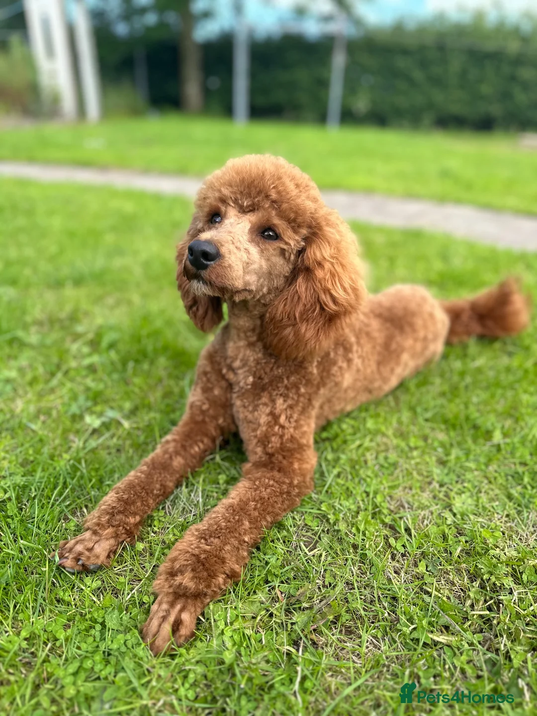 Miniature Poodle dogs for stud: 🏆270+ health checks 0.0%col miniature poodle stud - Advert 2