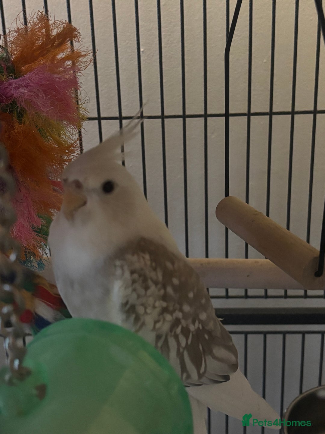 Cockatiels birds for sale: X2 Cockatiels Male & Female  - Advert 7