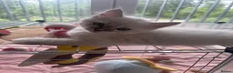 Ragdoll cats for sale: BOYS BOYS BOYS  - Advert 36