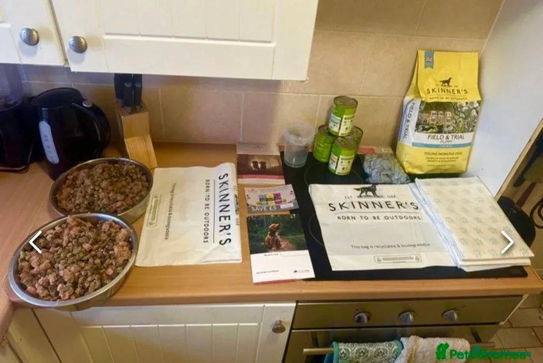 Cockapoo dogs for sale: Ready to leave F1 cockapoo - Advert 5