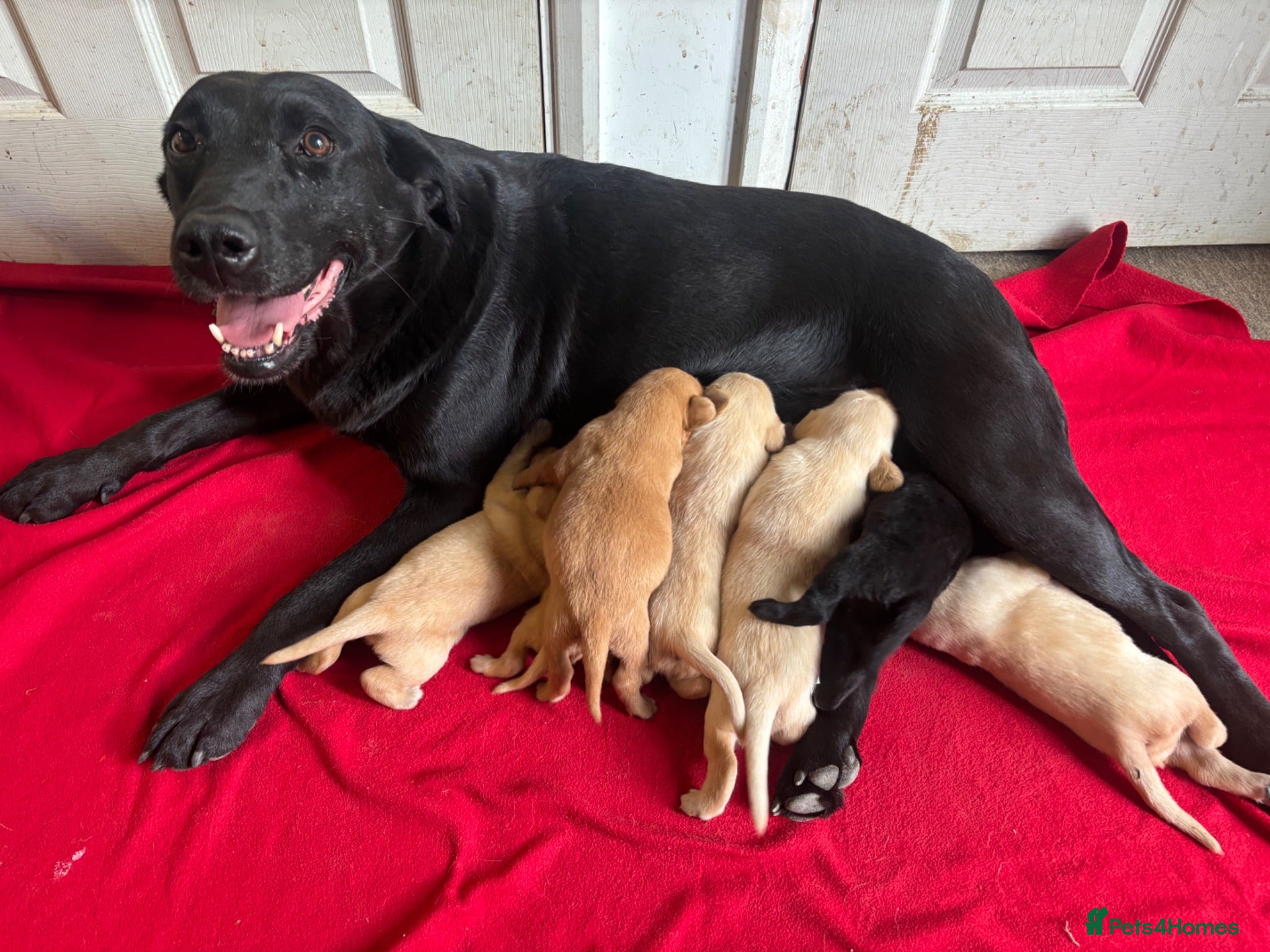 Labrador Retriever dogs Happy Healthy Labrador Pups from KC Reg Parents - Advert 1