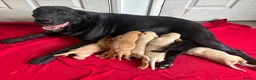 Labrador Retriever dogs for sale: Happy Healthy Labrador Pups from KC Reg Parents - Advert 1