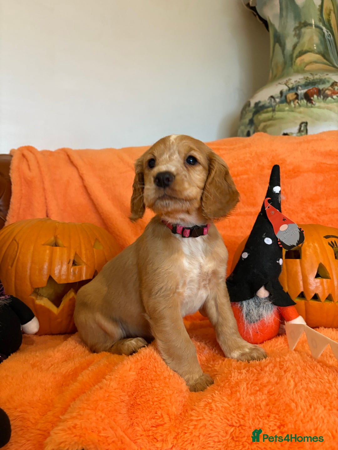 Cocker Spaniel dogs for sale: Cocker spaniels  - Image 3