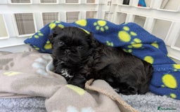Shih Tzu dogs for sale: Imperial Shih Tzu  - Image 2