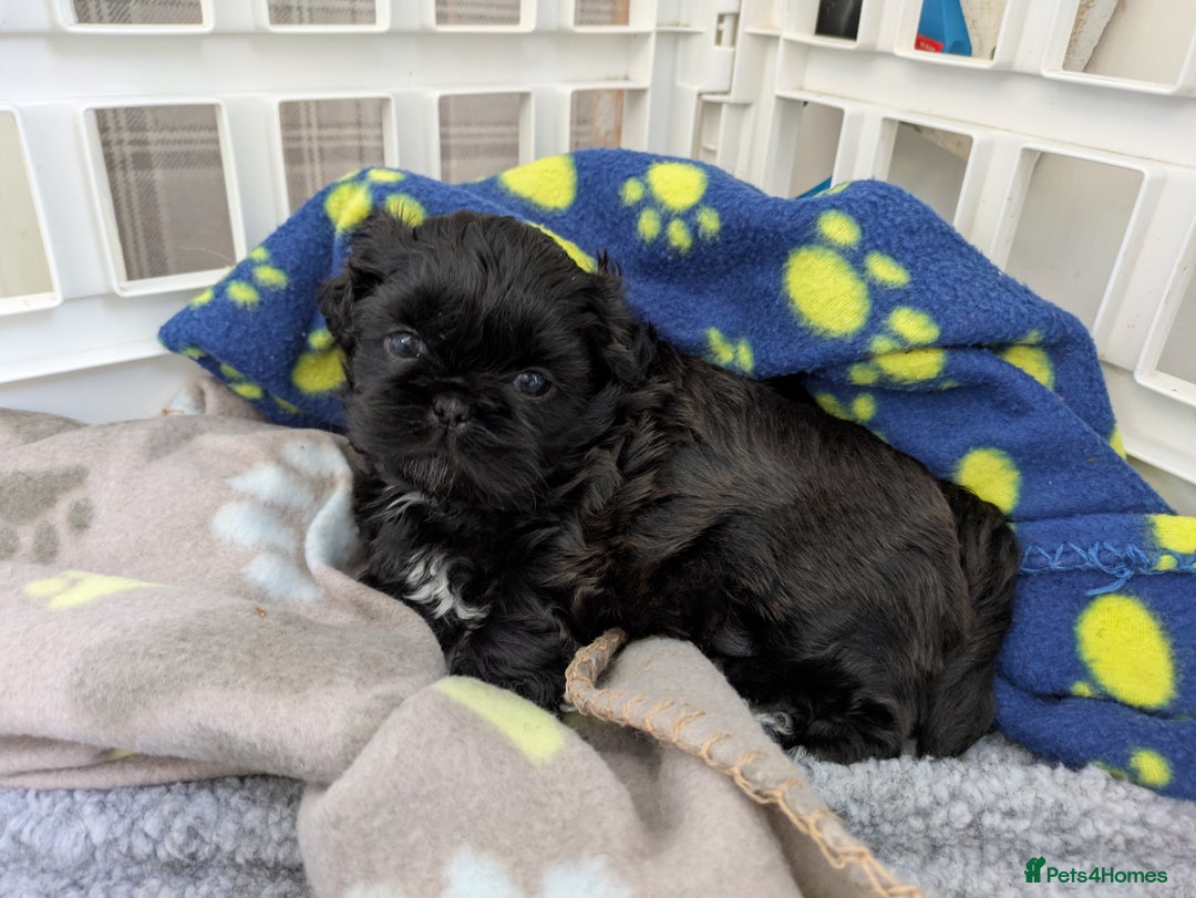Shih Tzu dogs for sale: Imperial Shih Tzu  - Image 2