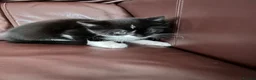 Mixed Breed cats for sale: 2 Beautiful Kittens  - Advert 5