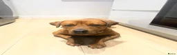 Mixed Breed dogs for sale: Male Rottie/bordeaux - Advert 3