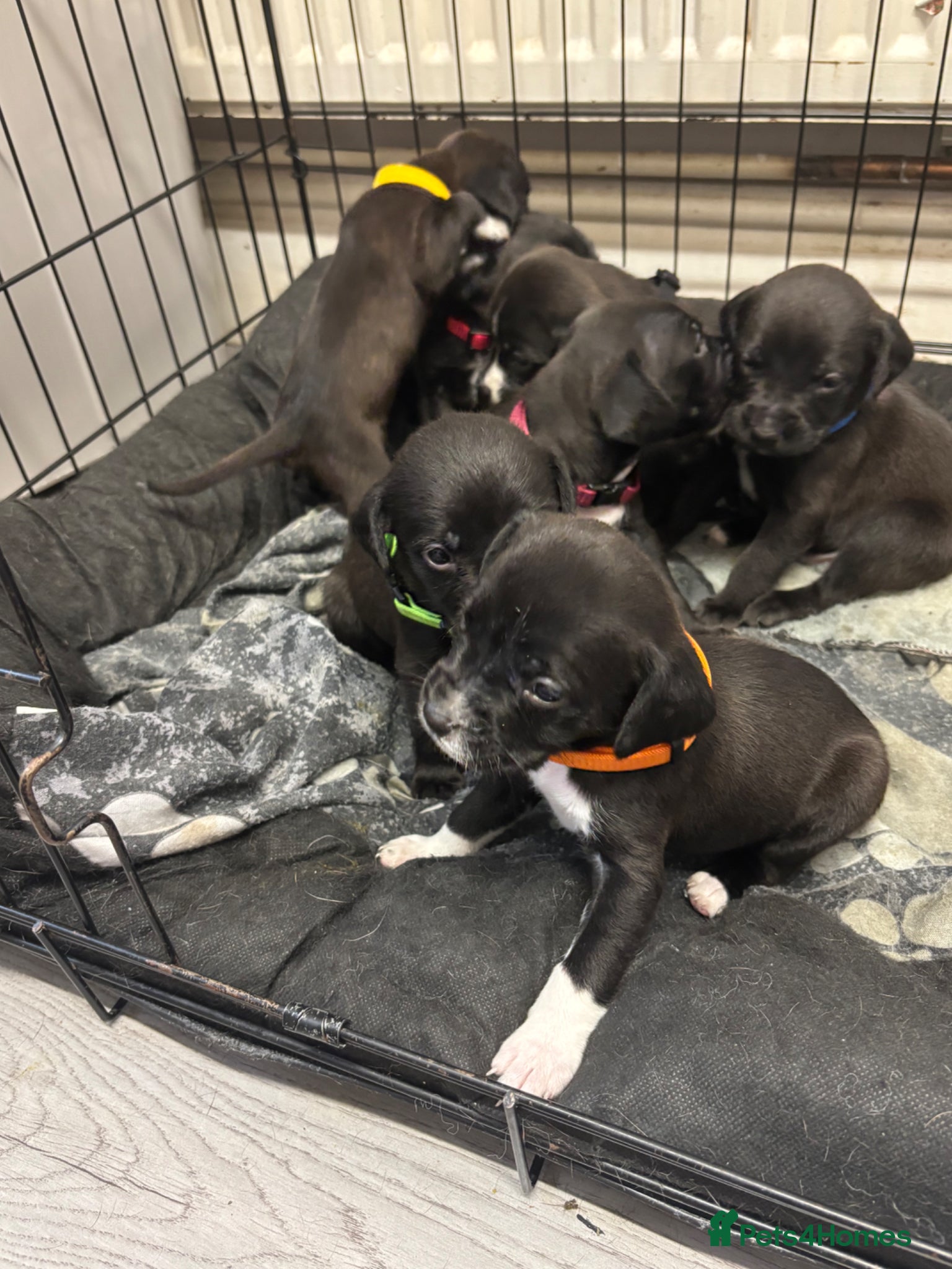 Mixed Breed dogs Adorable staffy x cockapoo pups - Advert 11
