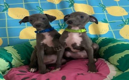 Italian Greyhound dogs for sale: Ready now 6 stunning blue boys kc reg - Image 30