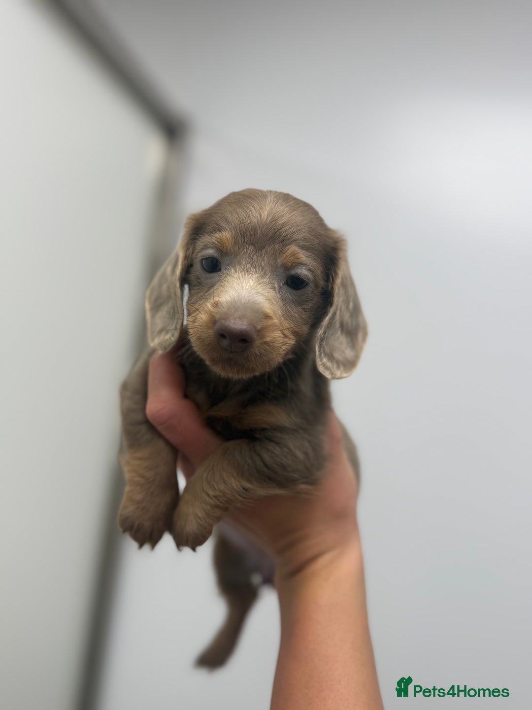 Miniature Dachshund dogs for sale: miniature dachshund puppies  - Advert 5