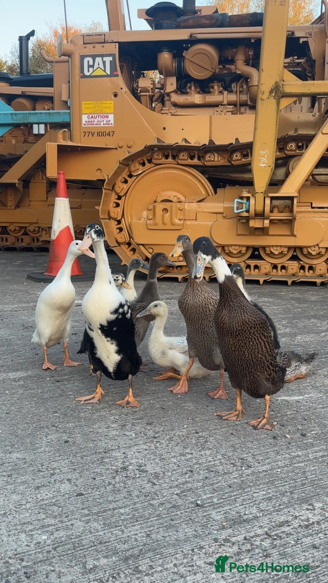 Ducks poultry for sale: Indian runner chicks for sale  in Alcester - Advert 4