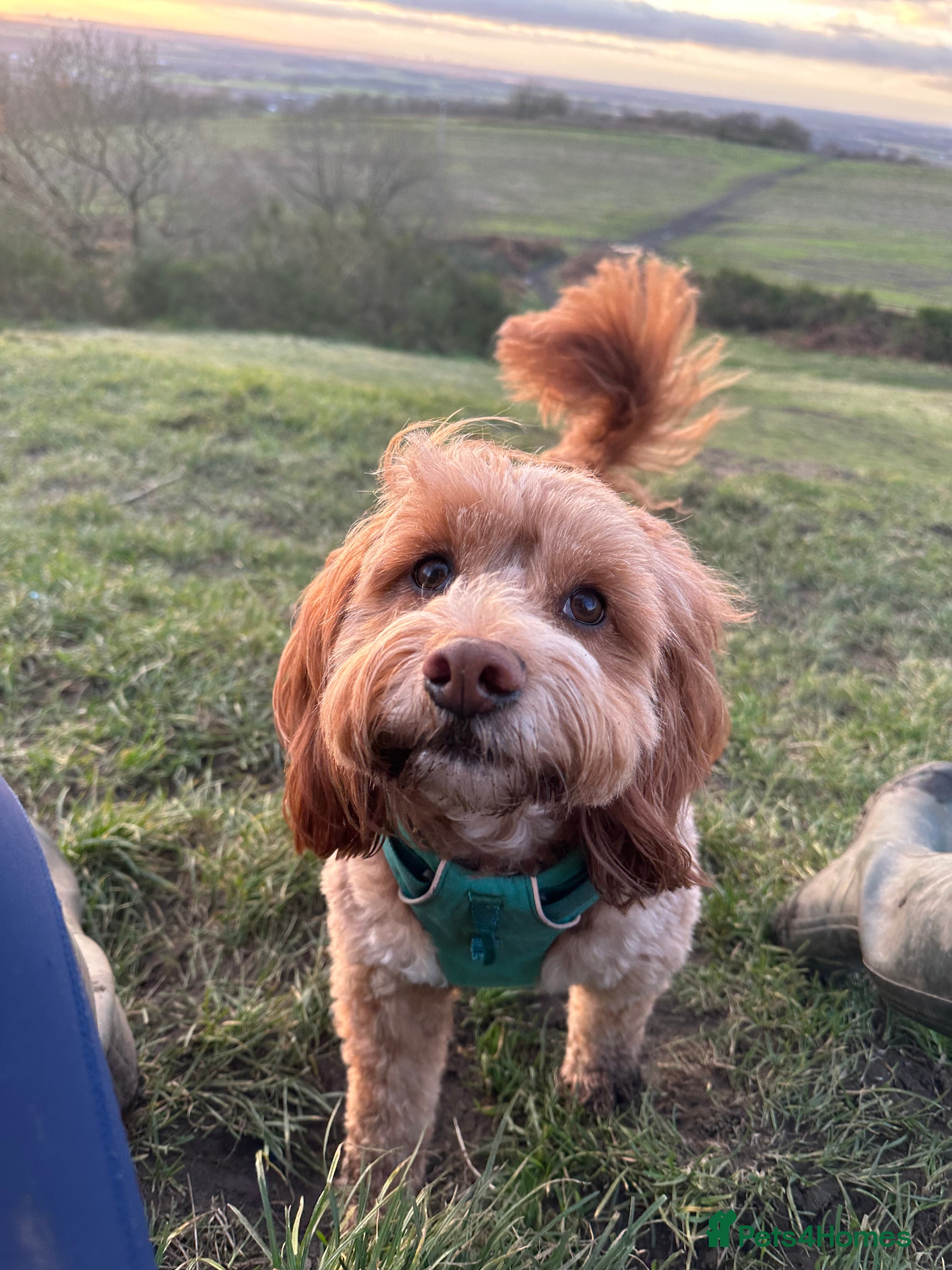 Cockapoo dogs Ralph red cockapoo miniature stud  - Advert 10