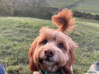 Cockapoo dogs for stud: Ralph red cockapoo miniature stud - Advert 1