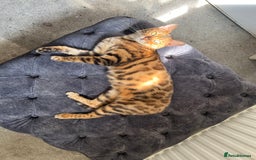 Bengal cats for sale: Bengal cat female - Image 2
