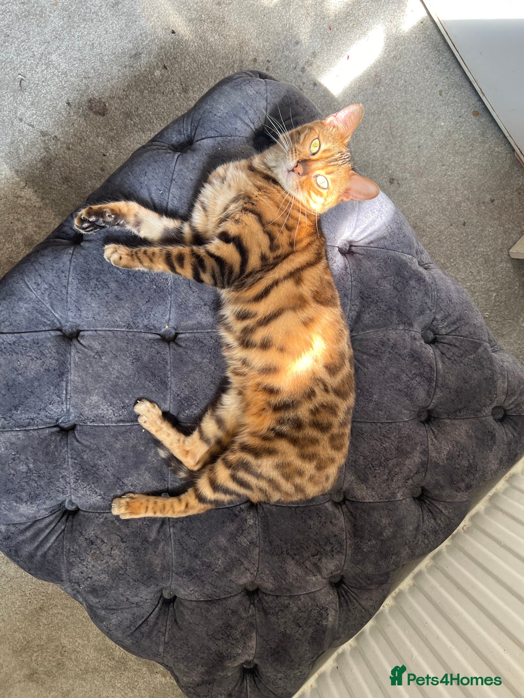 Bengal cats for sale: Bengal cat female - Image 2
