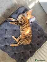 Bengal cats - Advert 9