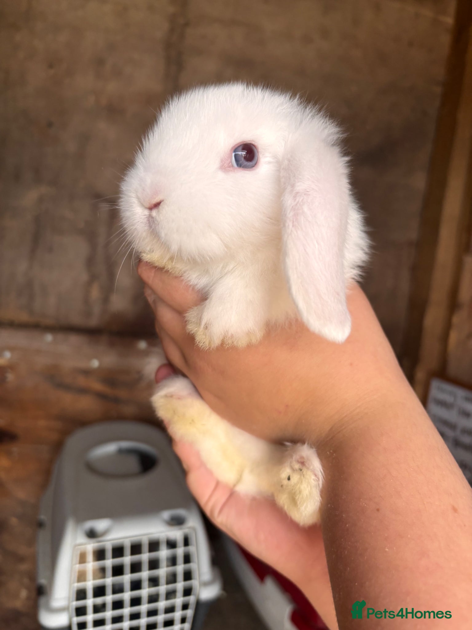 Mini Lop rabbits for sale: 8 beautiful baby’s rabbit  - Advert 25