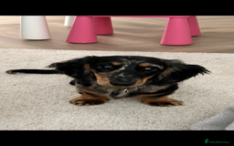 Miniature Dachshund dogs for stud: Long Haired miniature dachshund silver dapple - Image 2
