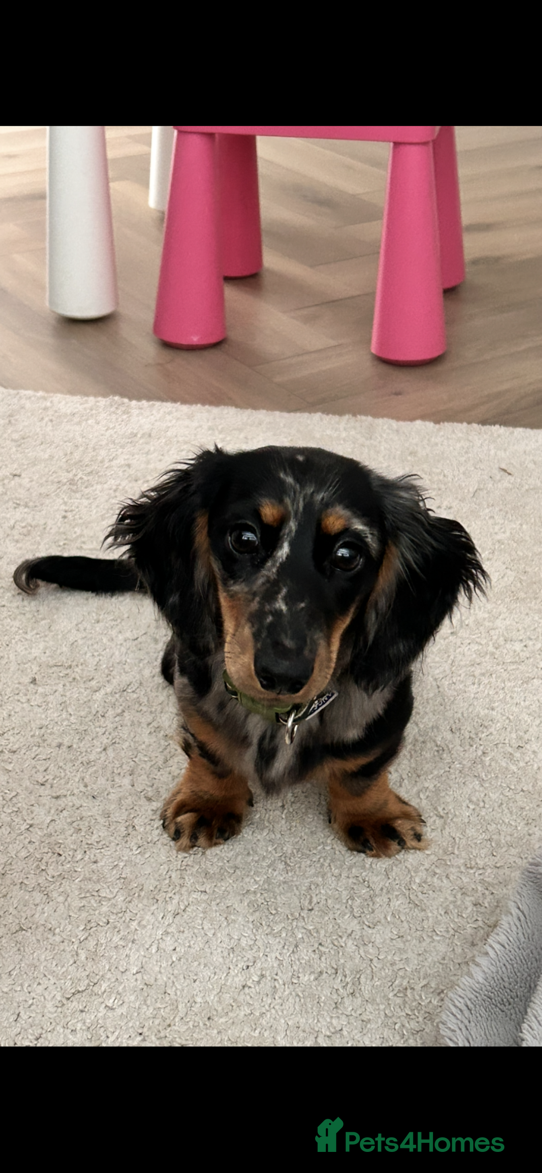 Miniature Dachshund dogs for stud: Long Haired miniature dachshund silver dapple - Image 2