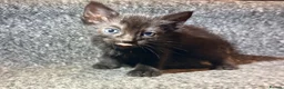 Mixed Breed cats for sale: 5 Mixed Coloured Kittens Available! - Advert 18