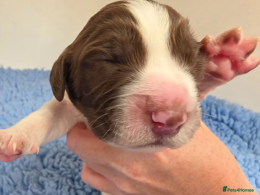 English Springer Spaniel dogs for sale: KC Health Tested, Home Reared 5 ⭐️ Liver Pups - Advert 18