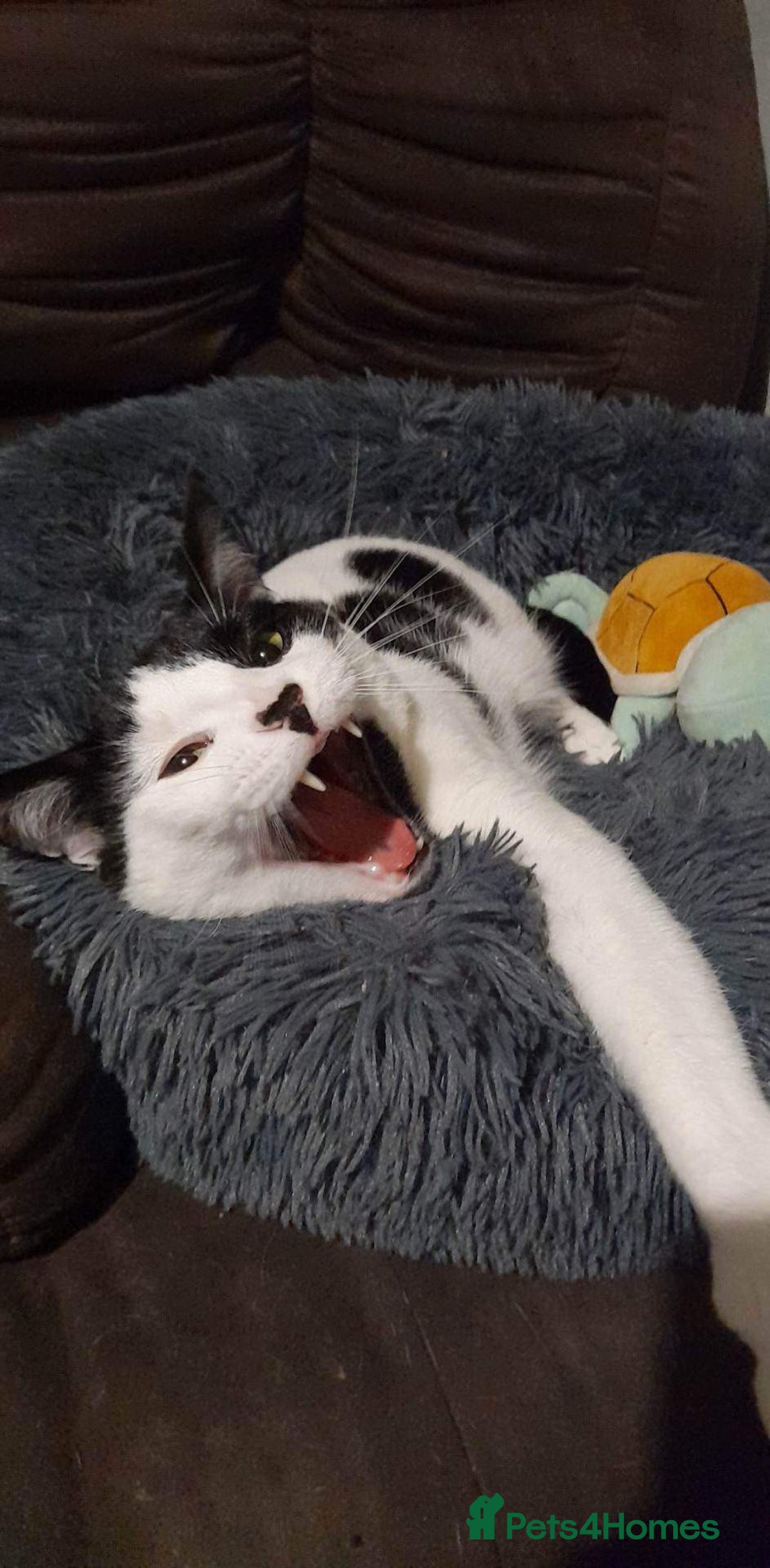 Domestic Shorthair cats for sale: Fluffy boy Oreo - Advert 7