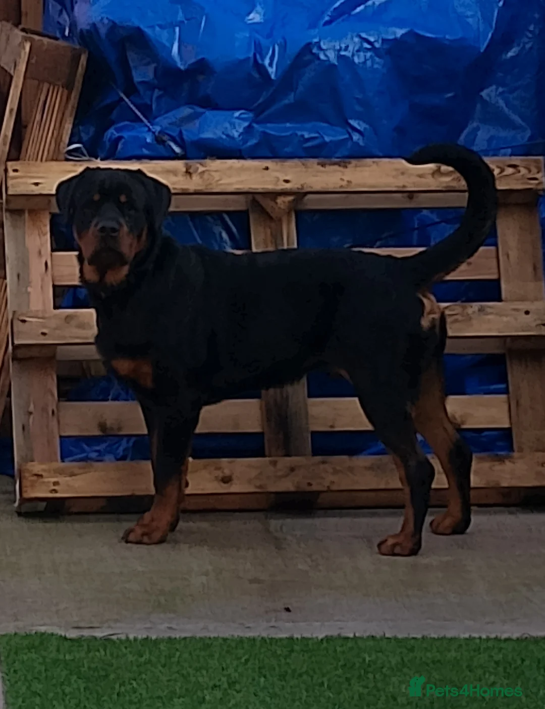 Rottweiler dogs for sale: 8Mth Old Rottie Male Pup - Advert 5