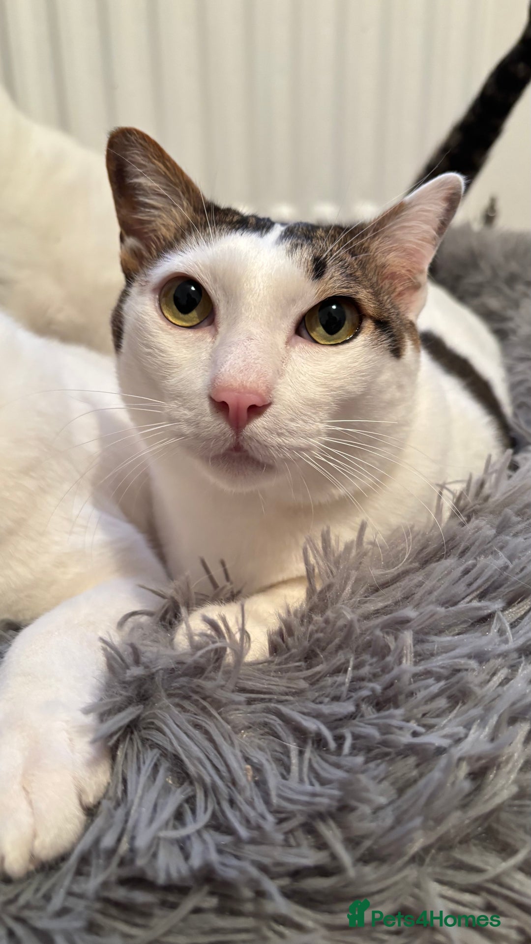 Thai cats for sale: Our 3 Beloved Indoor Cats Need a Forever Home - Advert 2