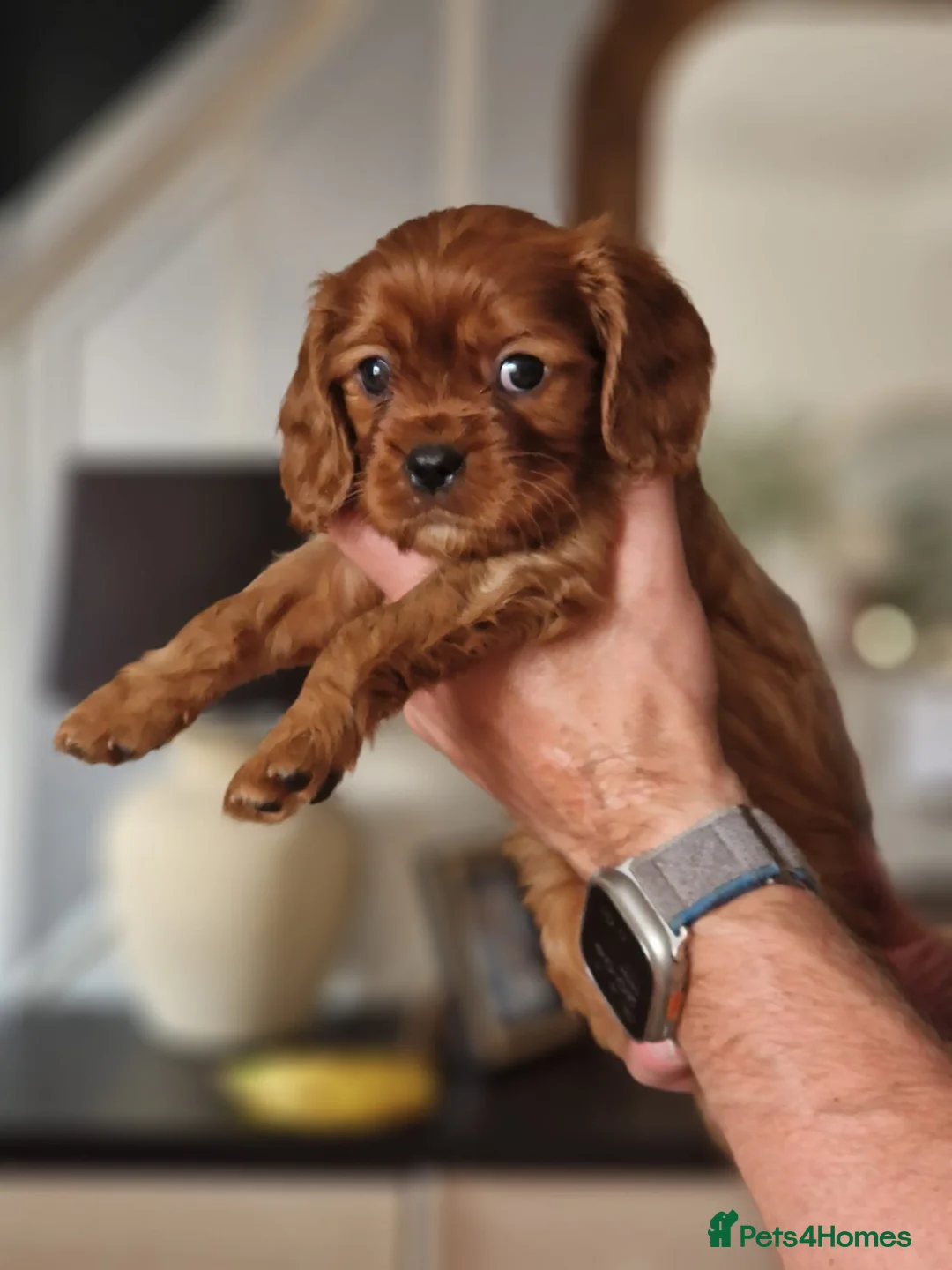 Cavalier King Charles Spaniel dogs for sale: King Charles spaniels, Kc registerd father - Advert 8