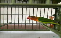 Lovebirds birds for sale: Lovebird  - Image 4