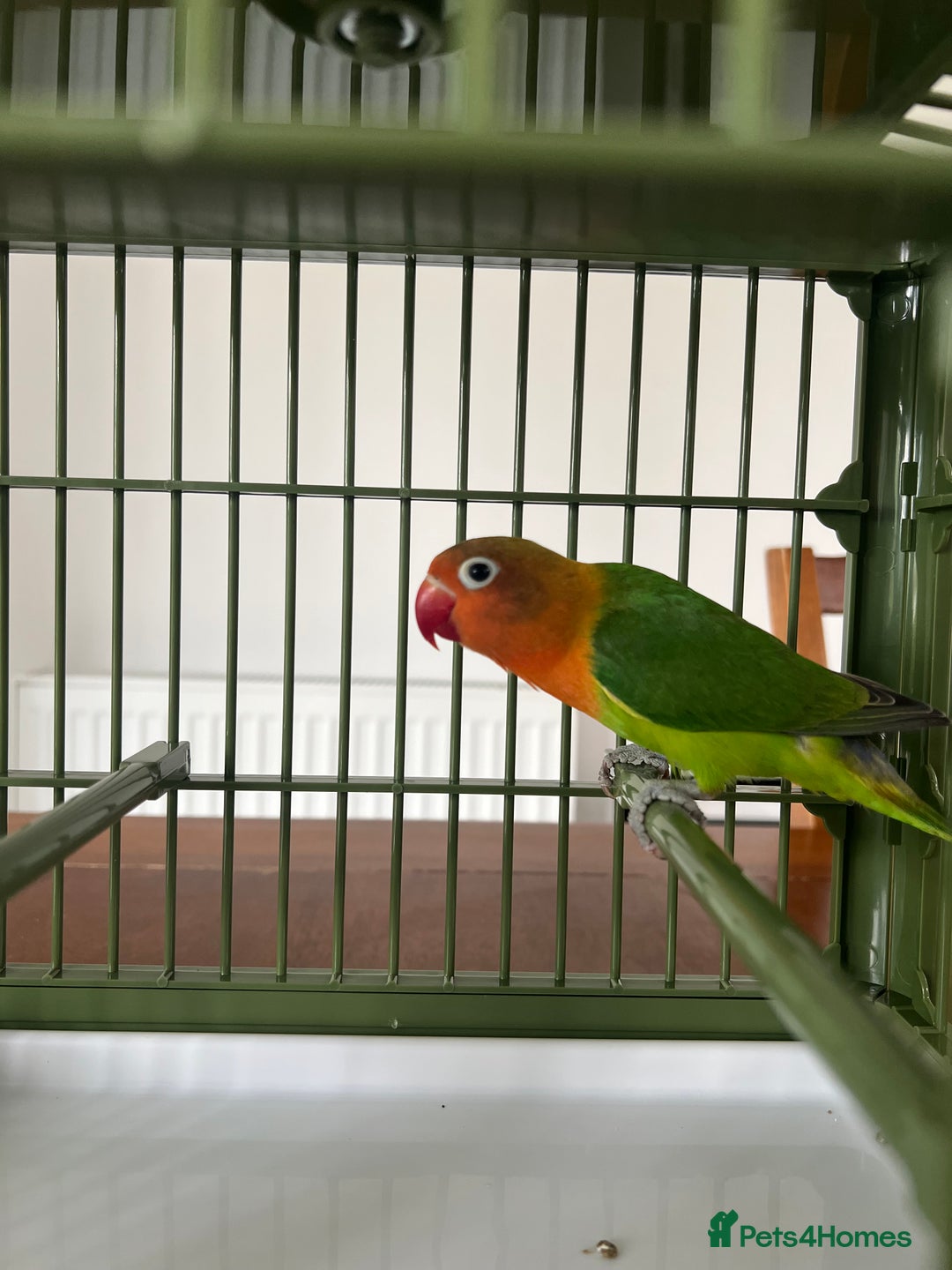 Lovebirds birds for sale: Lovebird  - Image 4