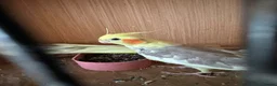 Cockatiels birds for sale: 2 pair cockatiels for sale £200 a pair  - Advert 8
