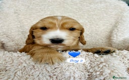 Cocker Spaniel dogs for sale: 🐾 Adorable Cocker Spaniel Puppies for Sale! 🐾  - Image 12