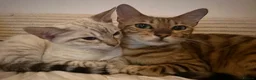 Bengal cats for sale: Beautiful female Bengal  in Worthing - Advert 5