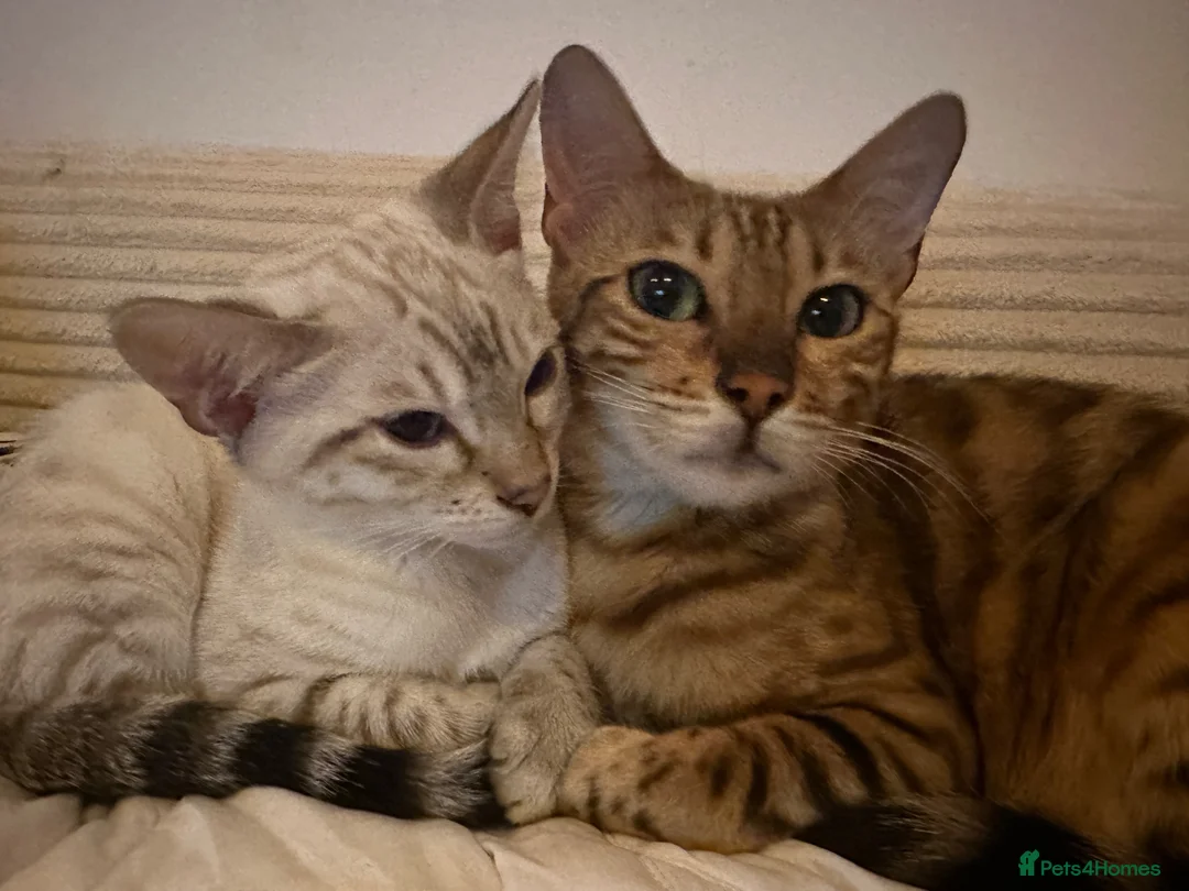 Bengal cats for sale: Beautiful female Bengal  in Worthing - Advert 5